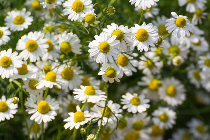 Roman Chamomile