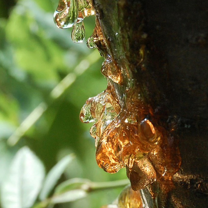 Copaiba