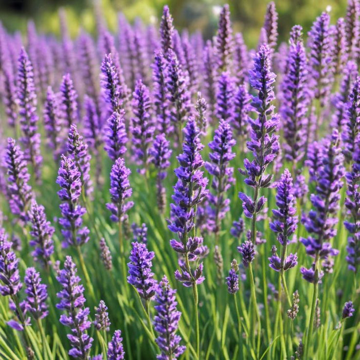 Lavender